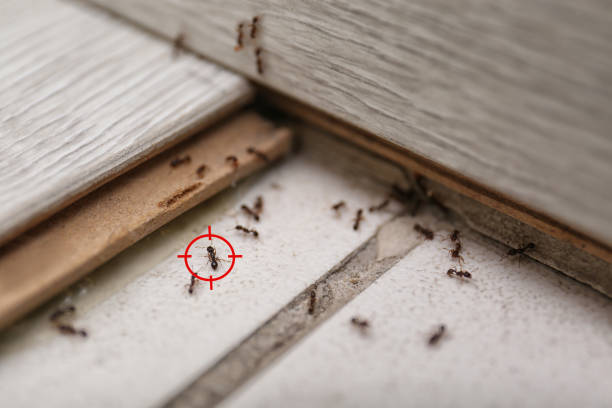 Best Rat Extermination Near Me  in Quitman, GA
