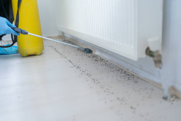 Reliable Quitman, GA Pest Control Solutions